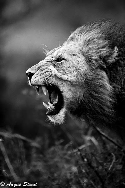 Lion Roar On Tumblr