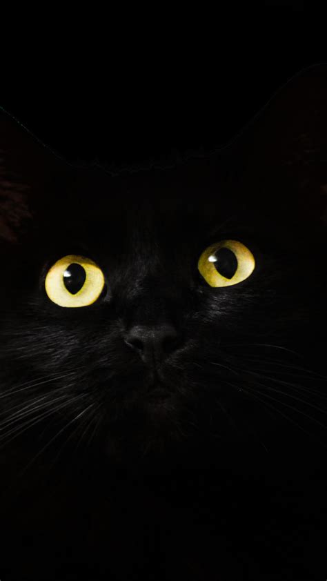 Download 1440x2560 Wallpaper Black Cat Muzzle Animal