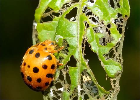 28 Spotted Potato Ladybird Epilachna Vigintioctopunctata
