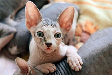 hairless cat breeds have plenty of personality but aren t hypoallergenic daily paws