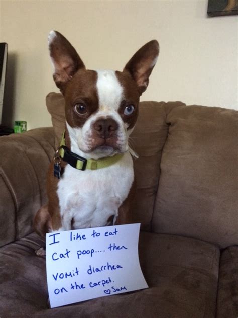 Sam The Boston Terrier Gets Dog Shamed