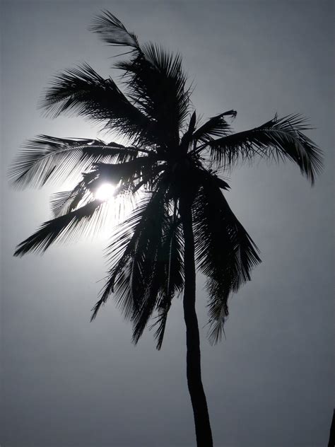 Karena sejatinya tanaman ini memang. Gambar Pohon Indah Hitam Putih - Gambar Bagian Tumbuhan