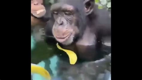 Monkey Compilation 5 Youtube