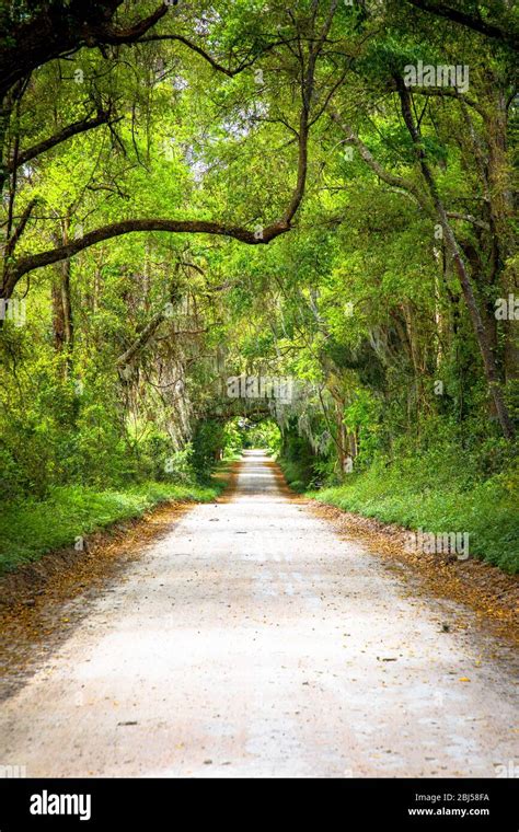 Straight Road With Tree Canopy Hi Res Stock Photography And Images Alamy