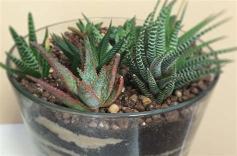 Some are quite dry and perfectly alive. Succulent terrarium - Miss Smarty Plants
