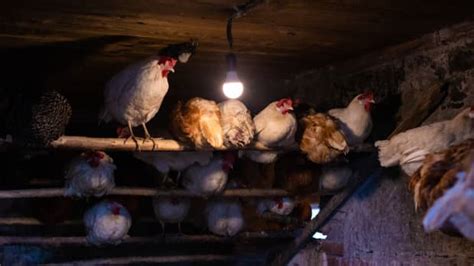 Couple Sets Up Camera To Capture Whats Been Killing Their Hens And
