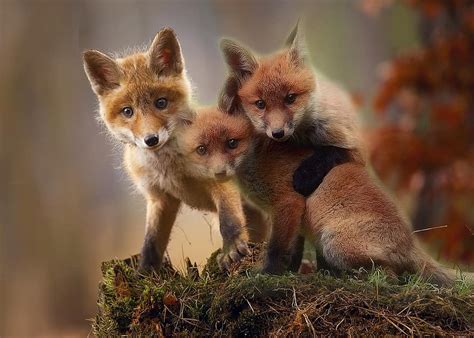 Fox Mammal Animal Nature Cute Animals Young Wild Fur Outdoors