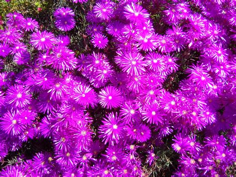 Order flowers online and discount flowers bloomexusa.com Rockchaser: Retina Scorching Flowers of San Diego