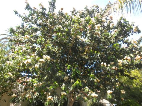 7 мин и 17 сек. Inga edulis - Ice Cream Bean Tree In Full Flower : Grows ...