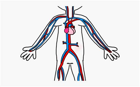 Circulatory System Simple Diagram Free Transparent Clipart Clipartkey