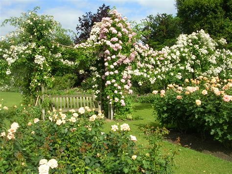 Rose Garden Queen Mary London