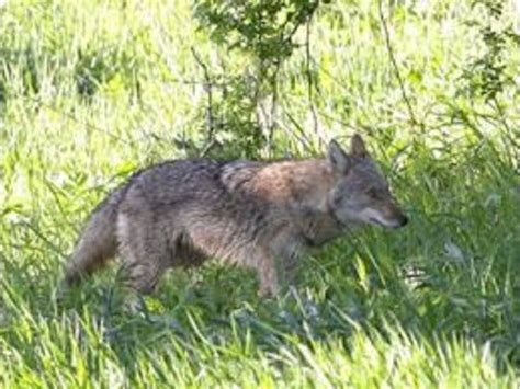 Coyotes Kill Dog In New Castle Chappaqua Ny Patch
