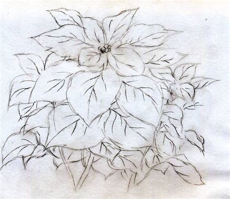 Quick Poinsettia Flower Sketch Con Imágenes Pinturas Flores Pintadas