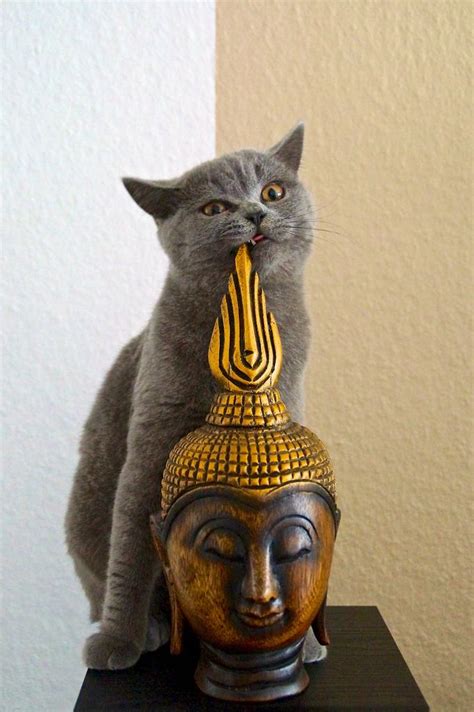 Mostlycatsmostly Tasty Buddha By Dadenjo Cat Buddha Pretty Cats