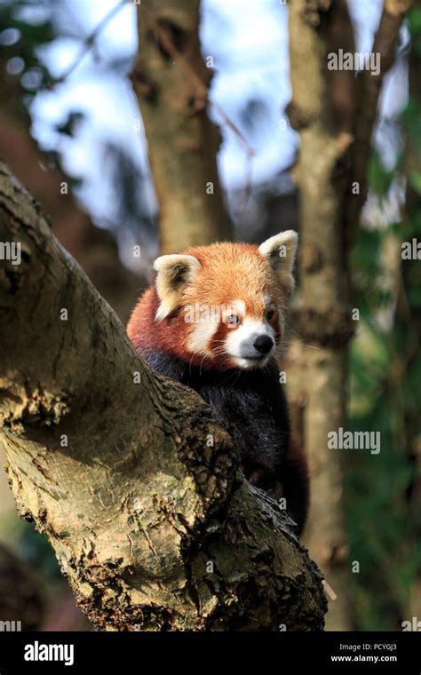 A Red Panda Ailurus Fulgens At Paignton Zoo In Devon England Stock