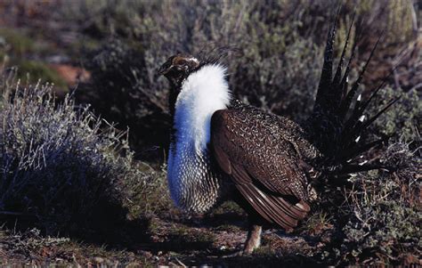 Greater Sage Grouse Centrocercus Urophasianus Photo By Charlotte