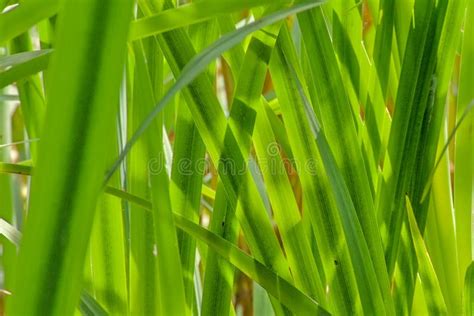 Nature Background Of Sunny Green Reed Blades Stock Photo Image Of