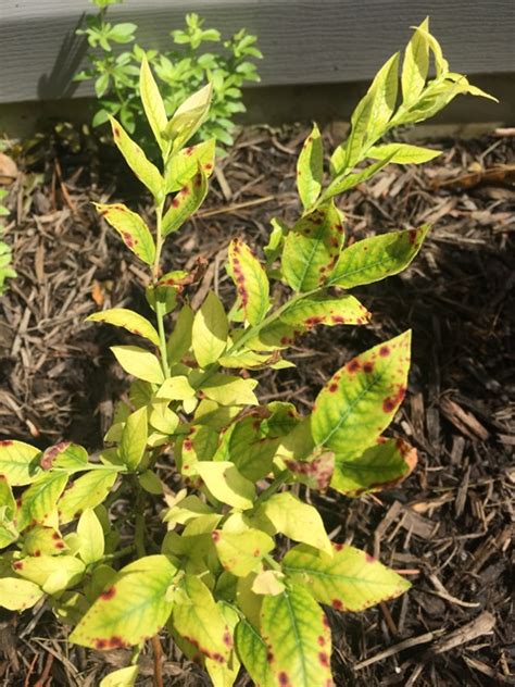 I actually had your recent post in mind when i started this thread, fruitnut, since your plants didn't show any signs of chlorosis. Cultural & Environmental - Blueberries | University of ...