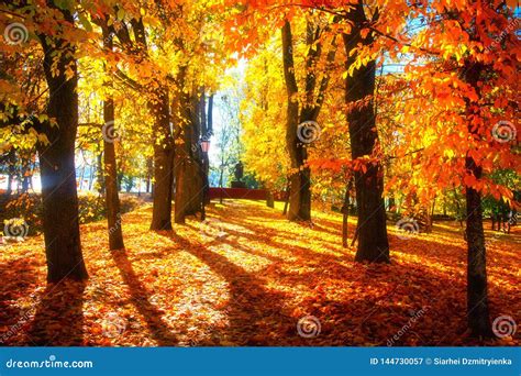 Autumn Scene Bright Colorful Landscape Yellow Trees In Autumn Park