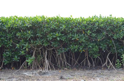 Row Of Mangrove Tree Bushs Png Stock Photo 0293 By Annamae22 On Deviantart