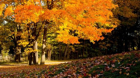 Yellow Autumn Trees In Forest Hd Nature Wallpapers Hd Wallpapers Id
