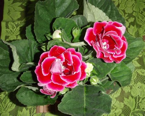 Flowers to chisinau, kishinev, moldova. Xing Fu: GLOXINIA: LOVE AT FIRST SIGHT