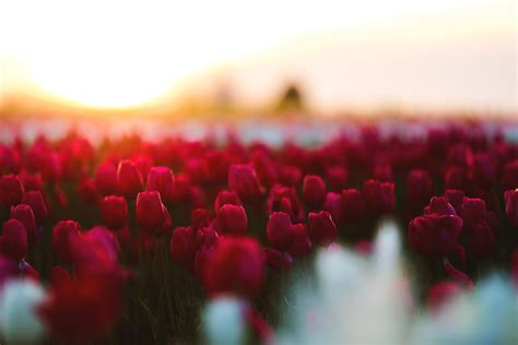 X Tulips Flowers Field X Resolution Hd K Wallpapers Images Backgrounds Photos