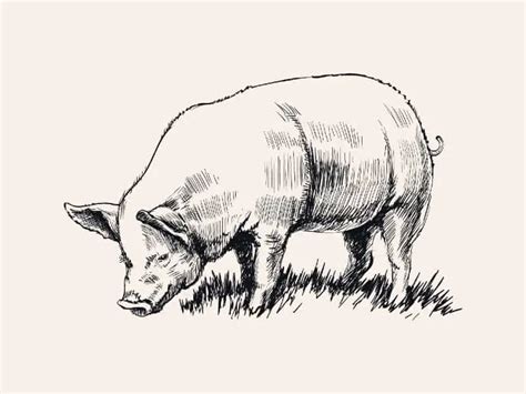 How To Draw A Pig 10 Steps And Some Tips And Techniques