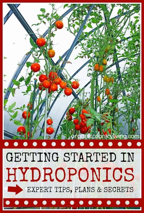 Getting Started With Hydroponics Tips Secrets And Plans