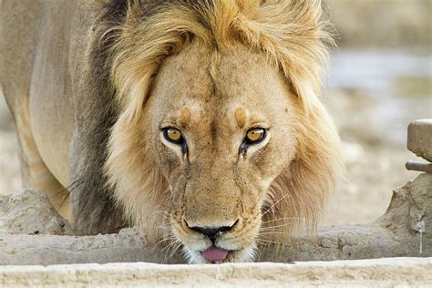 Male African Lion Head Shot Digital Art By Jack Weinberg Fine Art