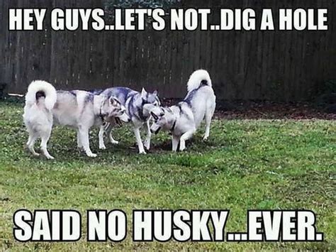22 Hilarious Memes For Anyone Who Loves Huskies Cuteness
