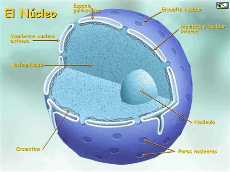 Nucleo Celular Biologia