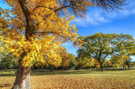 Park Autumn Trees Wallpaper Hd Nature 4k Wallpapers Images And