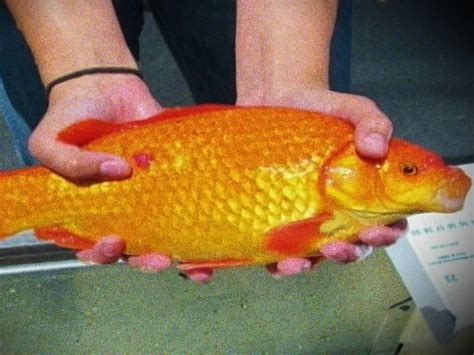 Lake Tahoe Invaded By Non Native Giant Goldfish
