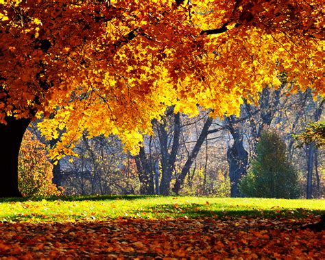 Free Download Abstract Hd Wallpapers 1080p Autumn Fall Wallpapers P