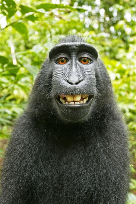 Se Um Macaco Faz Um Selfie Na Floresta De Quem Os Direitos Autorais