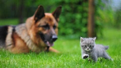 2024 Cats And Dogs Hd 4k Wallpaper Desktop Background Iphone