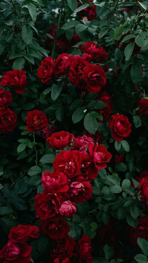 Download Red Rose Aesthetic With Image Flower Phone Wallpaper By