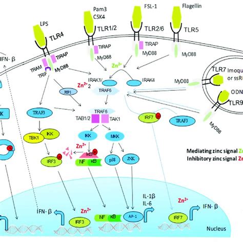 Activation Of Toll Like Receptor Tlr Signaling Pathways Is Mediated