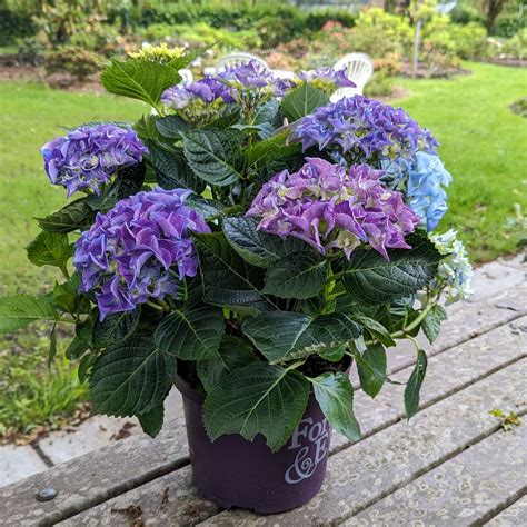 Hydrangea Macrophylla Forever And Ever Blue Choice Plants Millais Nurseries