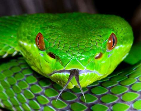 Pit Viper Heads On Pinterest Viper Snakebite And Snakes Viper Snake