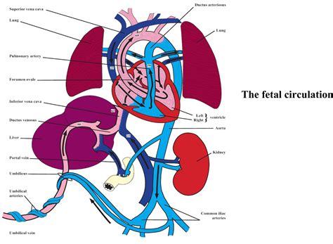Fetal Foetal Circulation Diagram And Theory For Exams