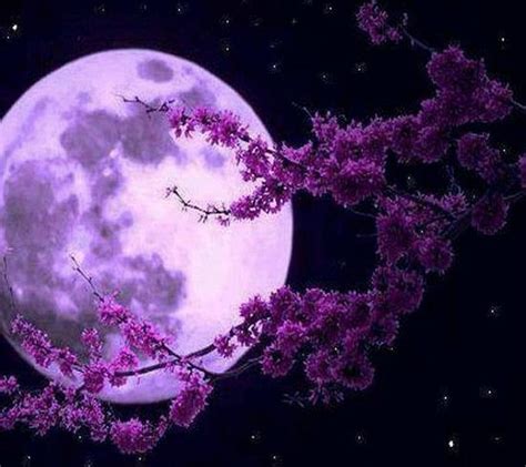 Download Purple Moon Wallpaper By Savanna 25 Free On Zedge™ Now