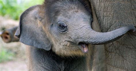 Whats A Baby Elephant Called And 9 More Amazing Facts A Z Animals