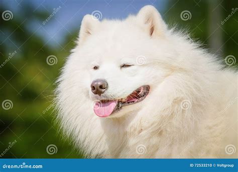 Portrait Of Samoyed Closeup Sled Dogs Stock Photo Image Of Happy