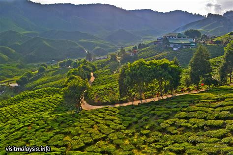 Not only tea lovers are. Tea Plantations