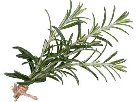 Rosemary Transparent Png Image
