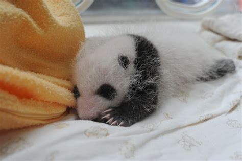 Baby Pandas In Baskets Are Your Daily Cuteness Delivery