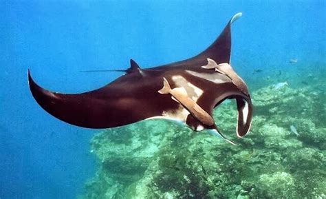 Manta Ray Fishes World Hd Images And Free Photos