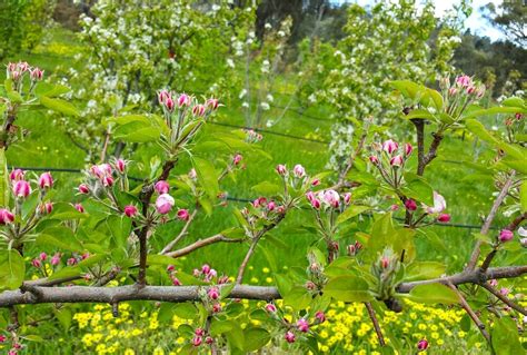 Getting To Know Your Apple Blossom Grow Great Fruit